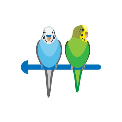 Bird Perches and Stands
